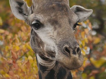 Мастера выживания Мастера выживания