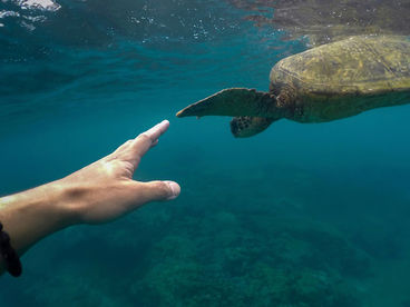 Властелины глубин Властелины глубин