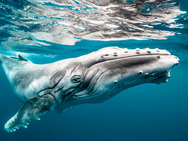 Морские титаны Морские титаны