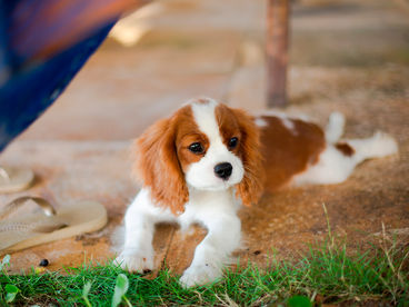 Время с любимцами