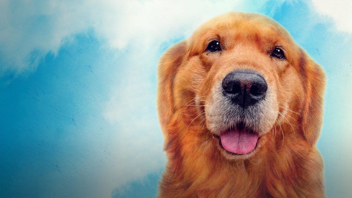 Мой пес Руни