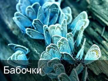 Бабочки Бабочки