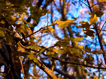 Осенний лес Осенний лес