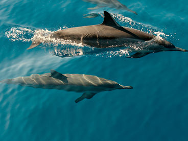 Армия дельфинов