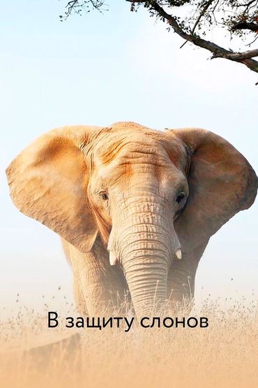 В защиту слонов