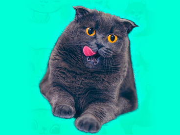 Кот Баттерс Кот Баттерс