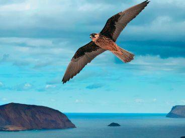 Быстрый против медленного Быстрый против медленного