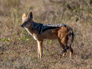 Шакалы побережья Намибии Шакалы побережья Намибии