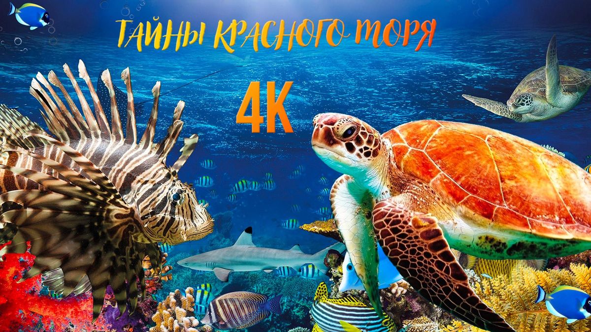 Тайны Красного моря