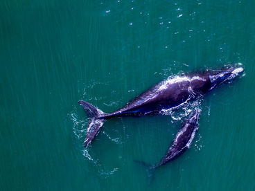 Спасение южного кита