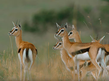 Глазами жертвы Глазами жертвы