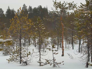 Зимний лес Зимний лес