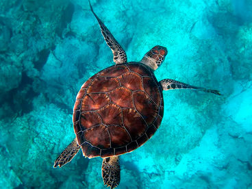 Подводная Вселенная