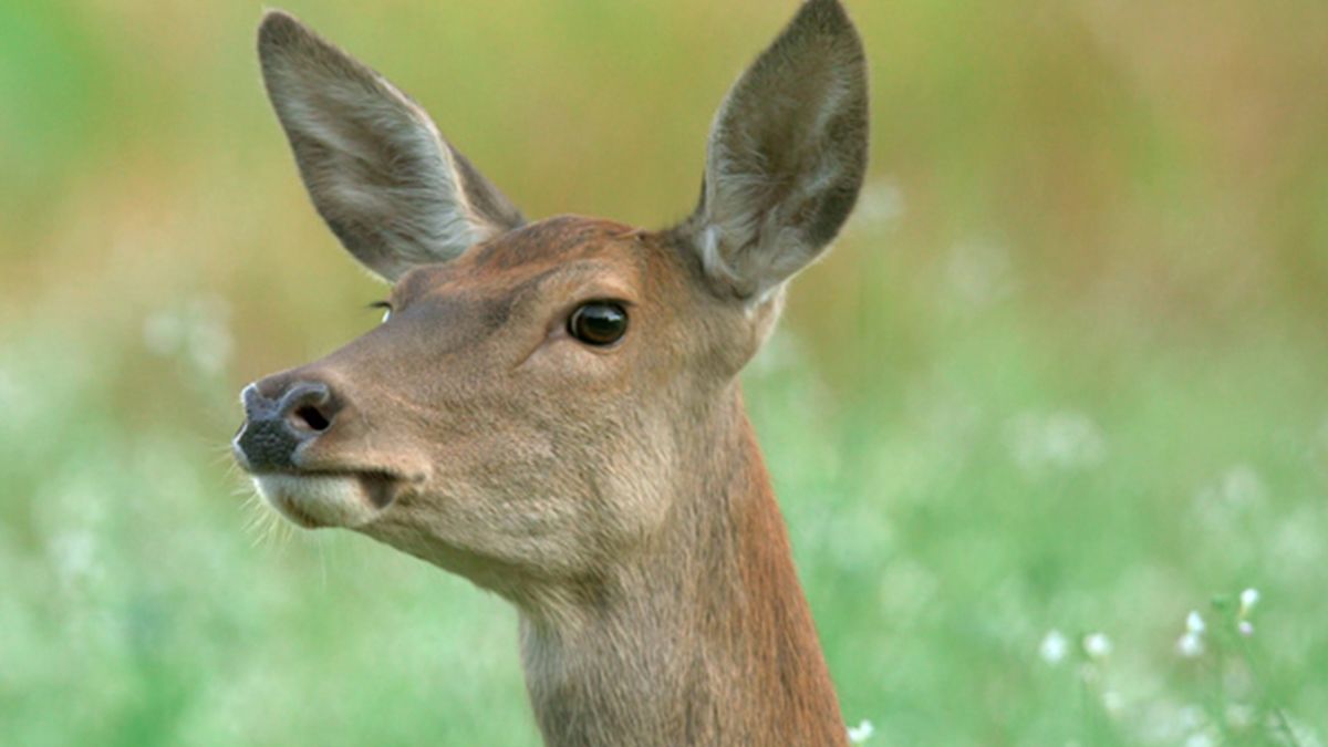 Дикие животные Европы