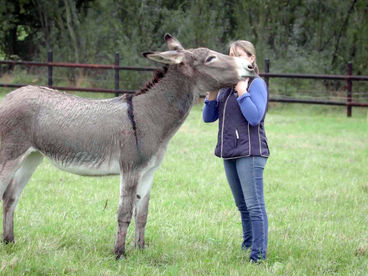 Ослик Котантен в Нормандии Ослик Котантен в Нормандии