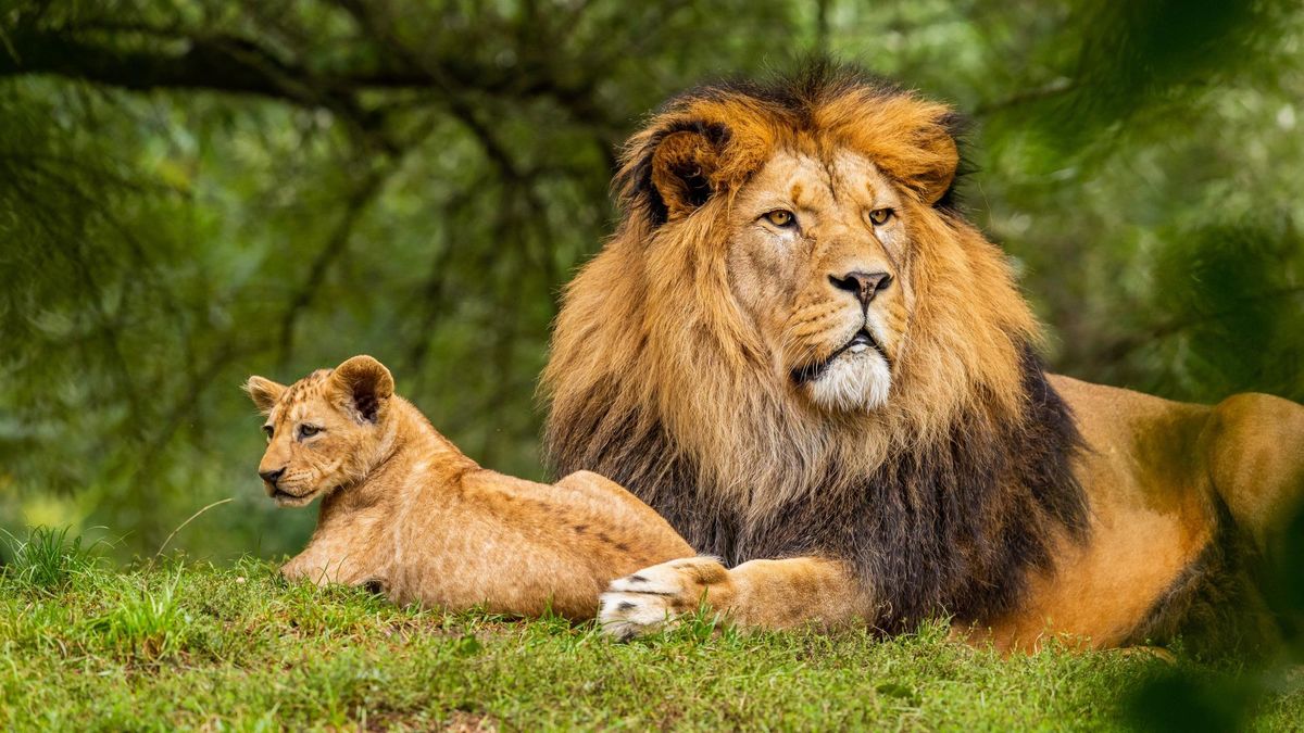 Истории африканской саванны