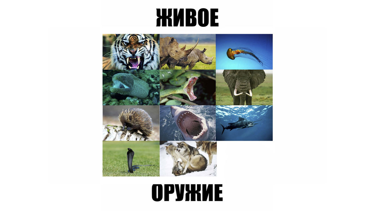 Зубы и когти