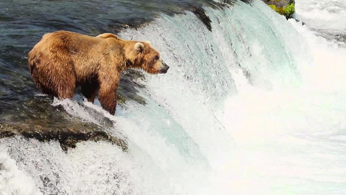 Зубы и когти