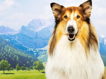 Лесси - лохматый детектив