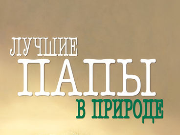 Лучшие папы в природе Лучшие папы в природе