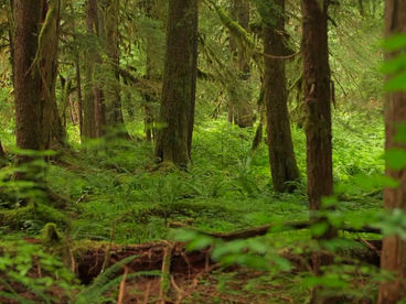 Тропический лес Сол Дак Тропический лес Сол Дак