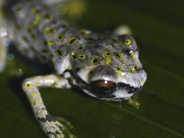 Лягушки Парка Кусуко Лягушки Парка Кусуко