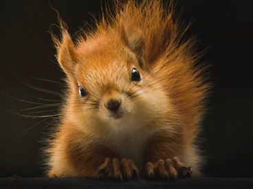 Самые милые существа