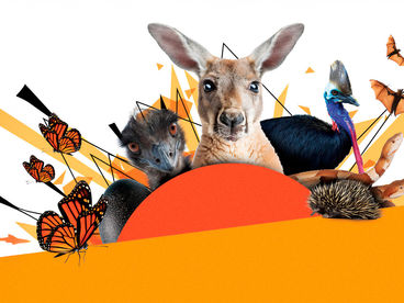 Удивительные животные Австралии