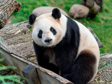 Панда. Путь домой Панда. Путь домой