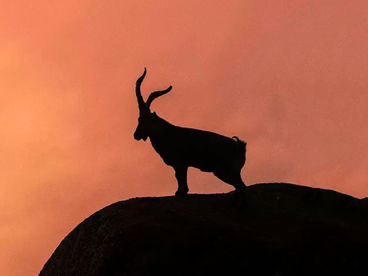 Дикое сердце Испании Дикое сердце Испании