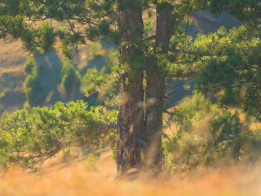 Нацпарк Тара Сербия Нацпарк Тара Сербия