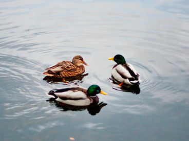 Утки на лесном озере Удмуртия Утки на лесном озере Удмуртия