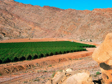 Земледелие в пустыне Саудовской Аравии Земледелие в пустыне Саудовской Аравии