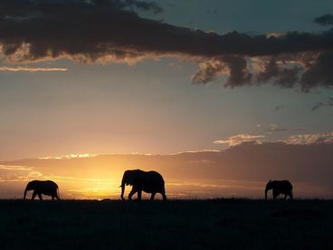 Природные семейные узы Природные семейные узы