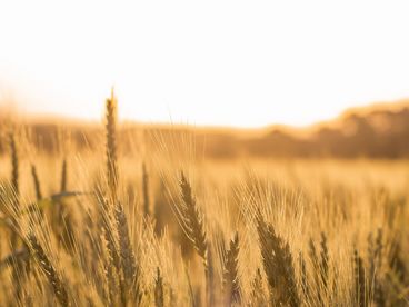 Поля зерновых Поля зерновых