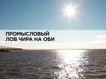 Промысловый лов чира на Оби Промысловый лов чира на Оби