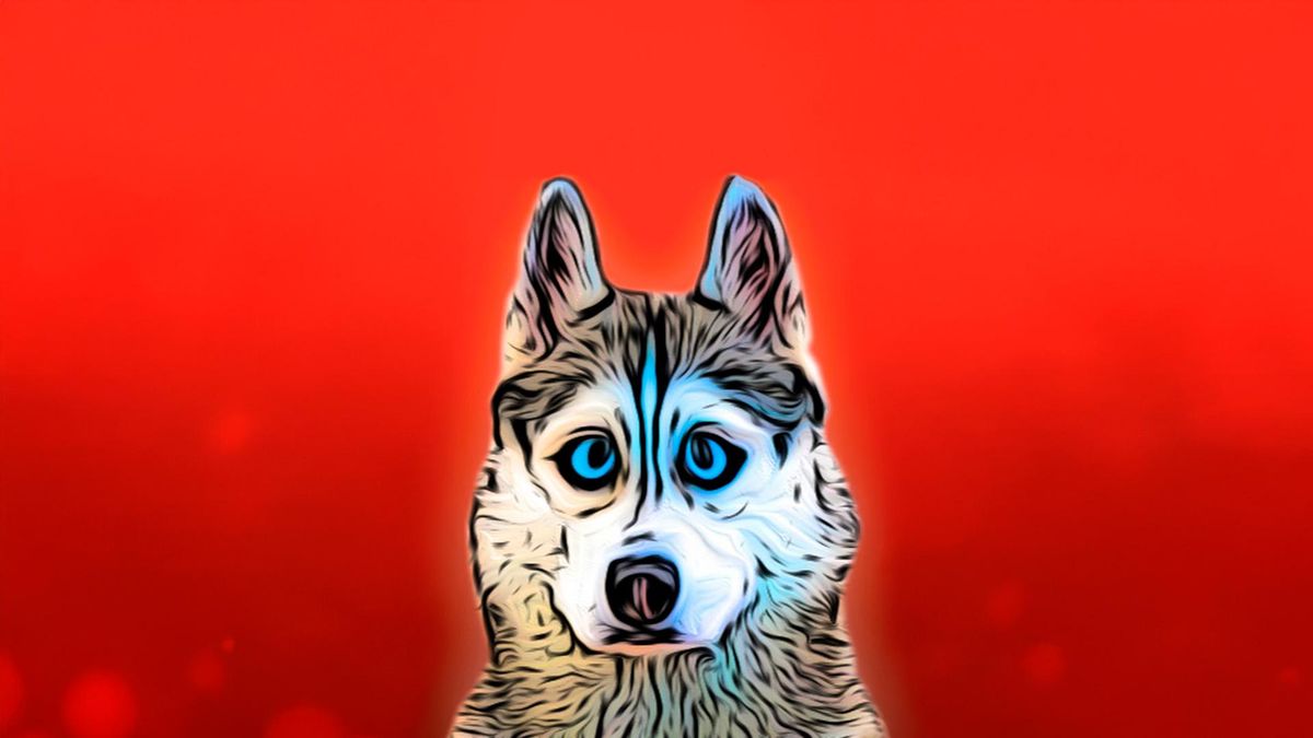 Хаски Бандит