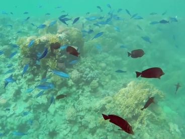 Подводный мир Красного моря Подводный мир Красного моря