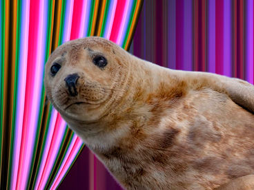 Тюлени - морские акробаты