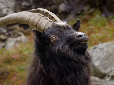 Пир на день Благодарения Пир на день Благодарения