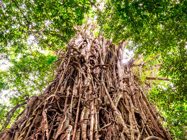 Опасные фикусы-душители Индонезии Опасные фикусы-душители Индонезии