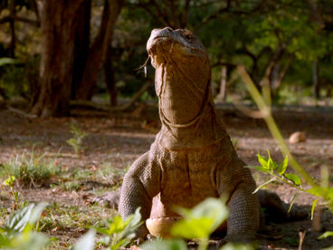 Эпоха гигантов Эпоха гигантов