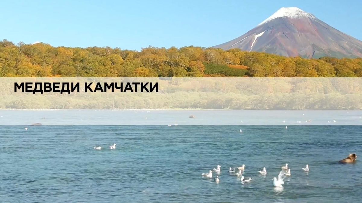 Медведи Камчатки