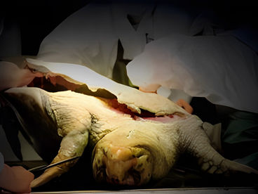 Шестое массовое вымирание