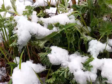 Весенний снег Весенний снег