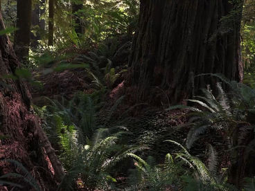 Хамболд Редвудс Парк Хамболд Редвудс Парк