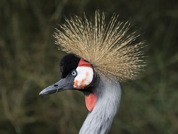 Важная птица Важная птица