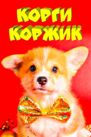 Корги Коржик