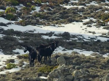 Корсиканская лошадь Корсиканская лошадь