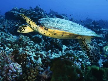 Кладка яиц зелёных черепах в Полинезии Кладка яиц зелёных черепах в Полинезии